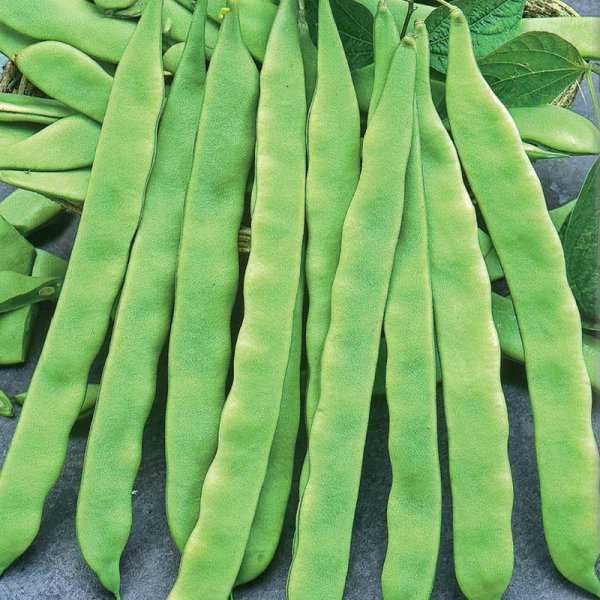 Snittebønne 'Admires'