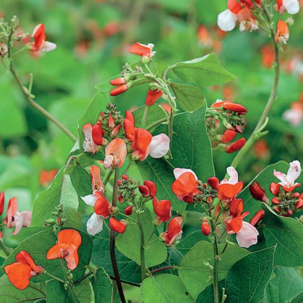 Slyngbønne 'Hestia'