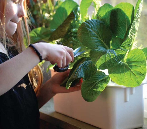 Hydroponisk dyrkning Harvy 3 hvid