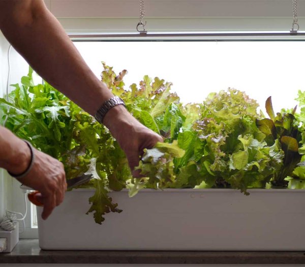 Hydroponisk dyrkning Harvy 6 hvid