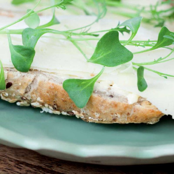 Mikrogrønt Grønkål 'Jagallo Nero'