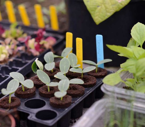 Planteskilte med pen, 40 stk