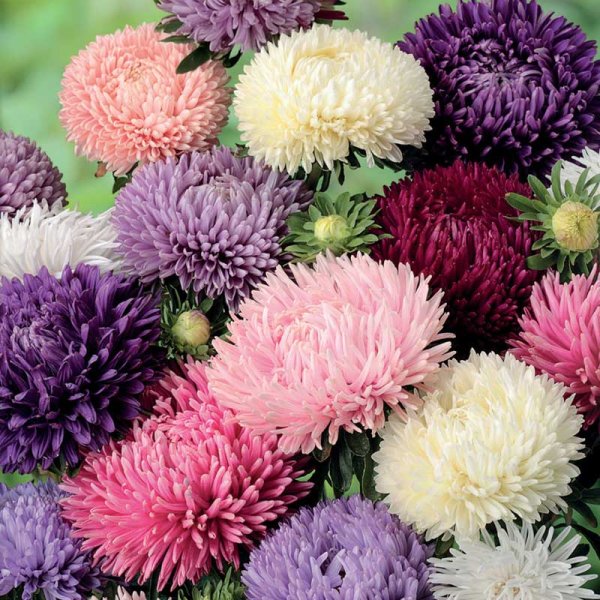 Amerikansk buskaster