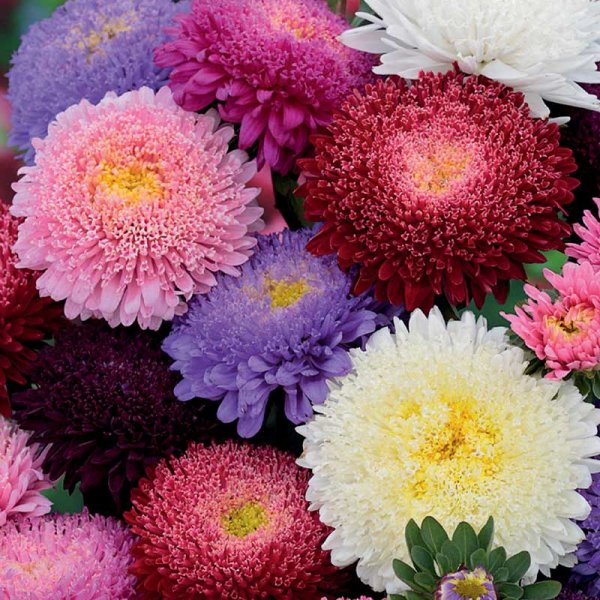 Asters 'Princess' mix