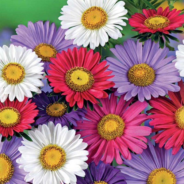 Sommerasters 'Chinensis mix'