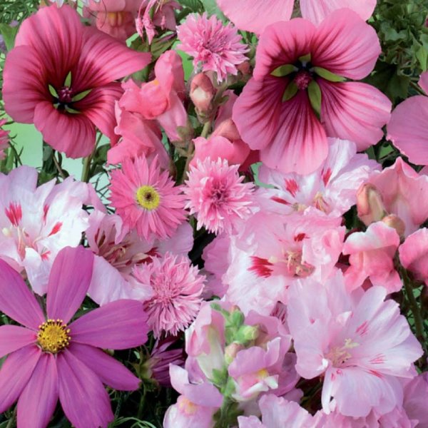Sommerblomstblanding 'Pink Shades'