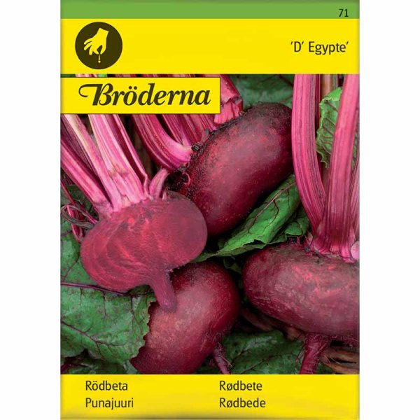 Rødbede 'D' Egypte'