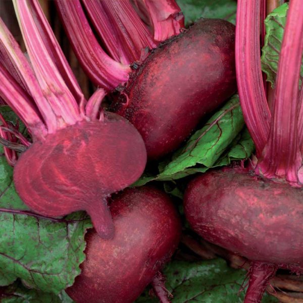 Rødbede 'D' Egypte'