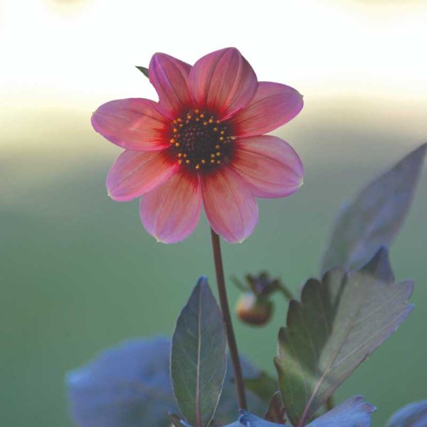 Enkel havedahlia 'Happy Single Kiss'