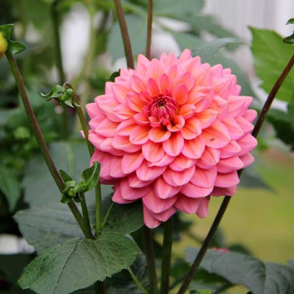 Dekorativ dahlia 'Salmon Runner'