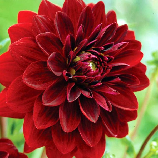 Dekorativ dahlia 'Arabian Night'