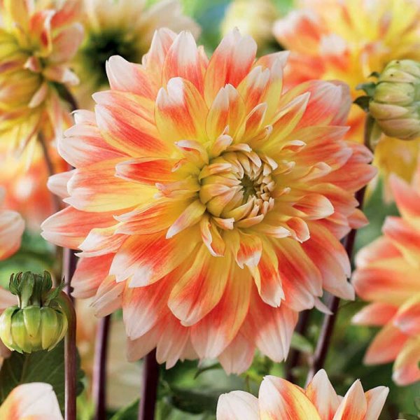Dekorativ dahlia 'Peaches n' Cream'