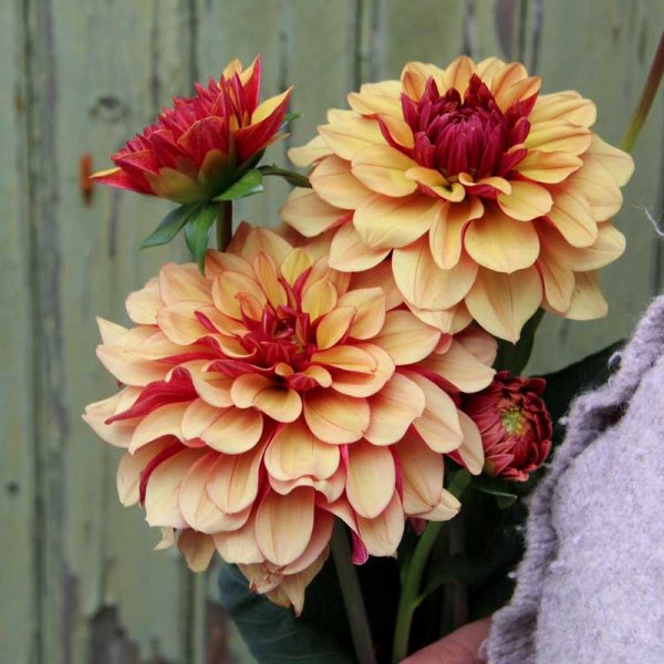 Dekorativ dahlia 'Creme de Cognac'
