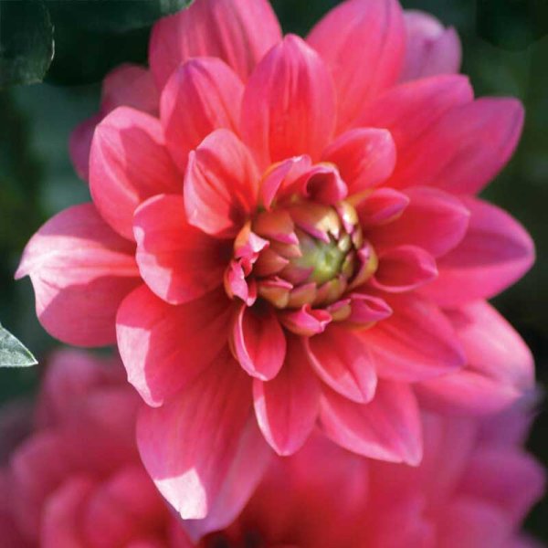 Dekorativ dahlia 'Bluesette'