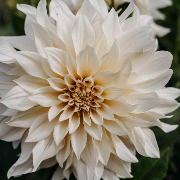Dekorativ dahlia 'Café au Lait'