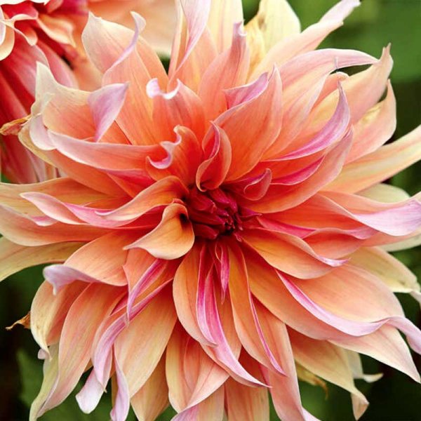 Dekorativ dahlia 'Labyrinth'