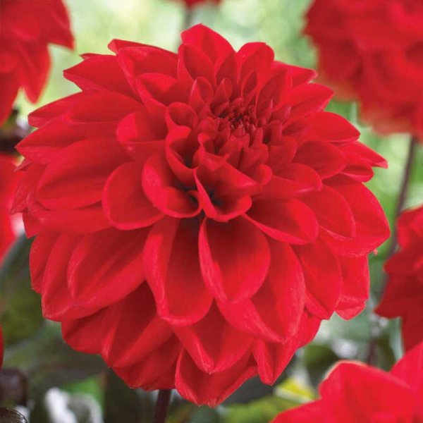 Dekorativ dahlia 'Ellen Houston'
