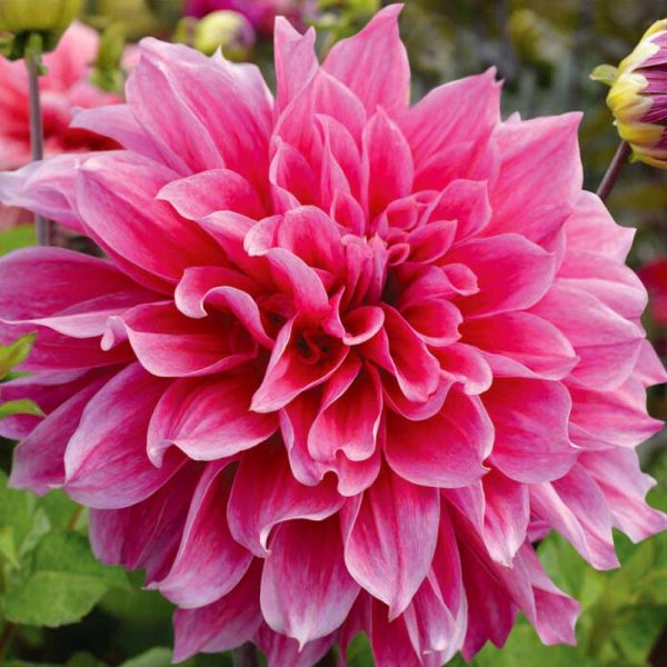 Dekorativ dahlia 'Emory Paul'