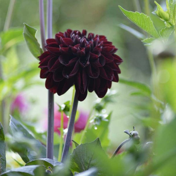 Dekorativ dahlia 'Manoa'