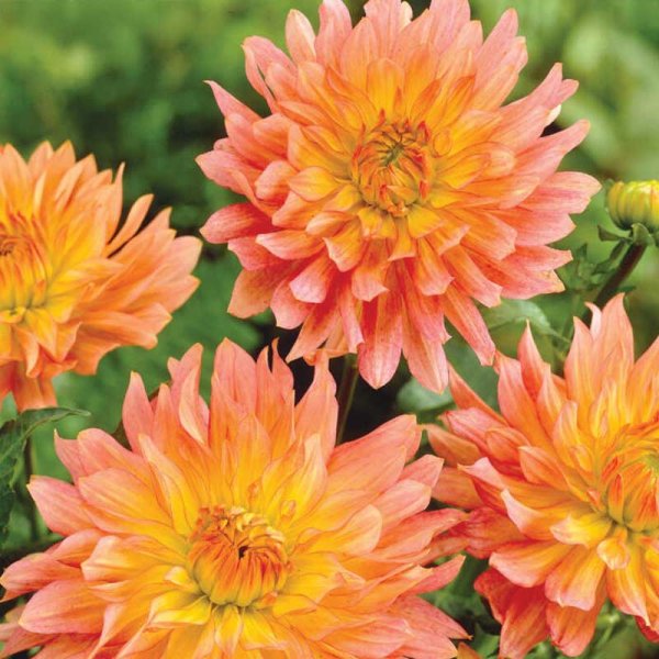 Dekorativ dahlia 'Extase'