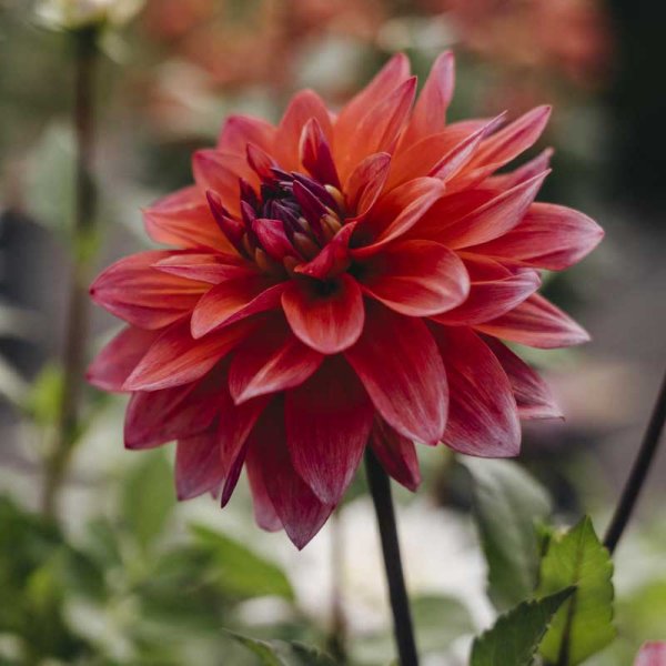 Dekorativ Dahlia 'Feline Yvonne'