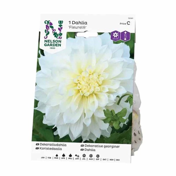 Dekorativ dahlia 'Fleurel'