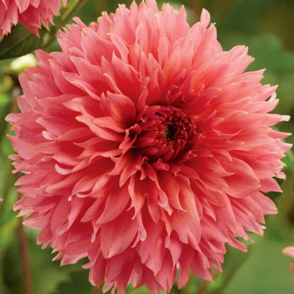 Dekorativ dahlia 'Orange Fubuki'