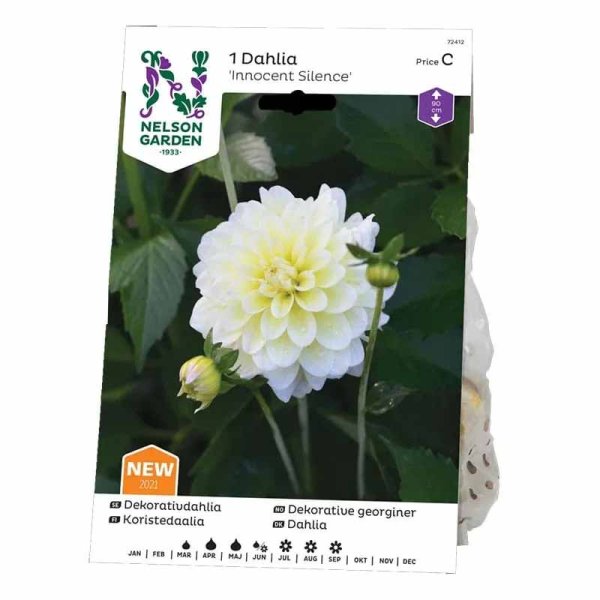Dekorativ dahlia 'Innocent Silence'