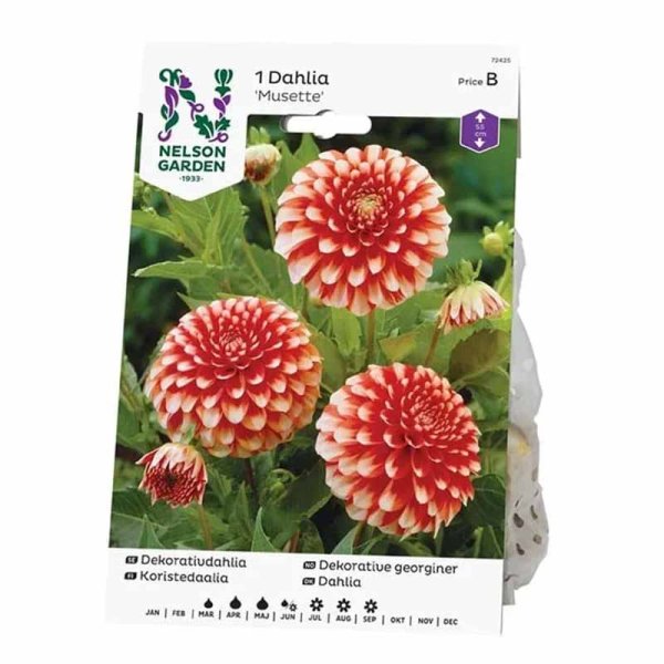 Dekorativ Dahlia 'Musette'