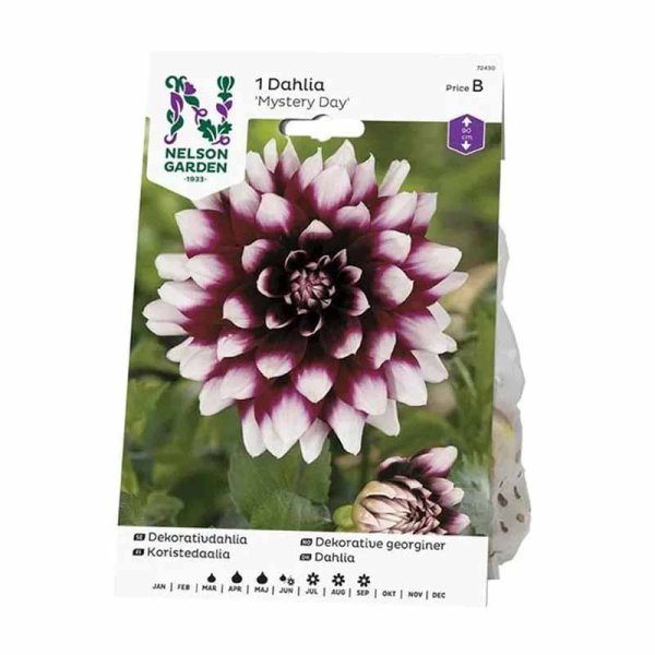 Dekorativ dahlia 'Mystery Day'