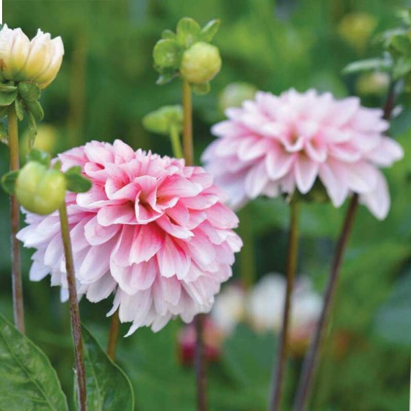 Dekorativ dahlia 'Strawberry Cream'