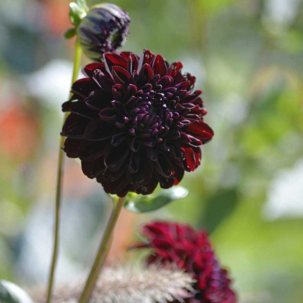 Dekorativ dahlia 'La Recoleta'