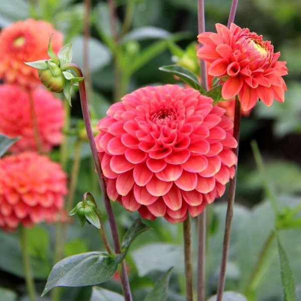 Dekorativ dahlia 'Zundert Mystery Fox'