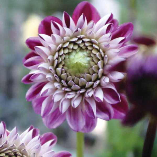 Bolddahlia 'Embassy'