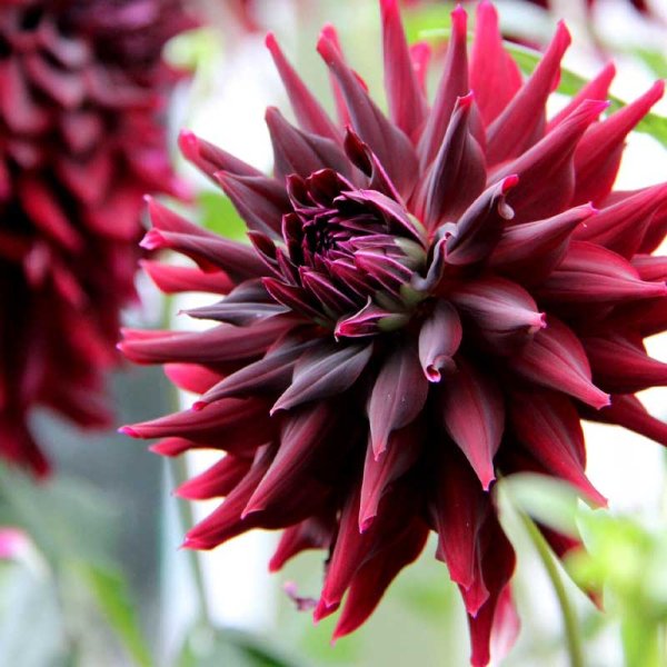 Kaktusdahlia 'RIP City'