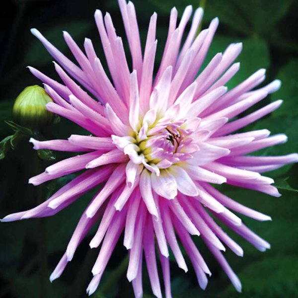 Kaktusdahlia 'Park Princess'