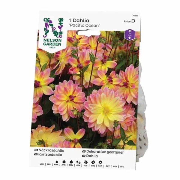 Vandlilje Dahlia 'Pacific Ocean'