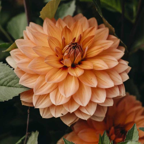 Vandlilje-dahlia 'Nicholas'