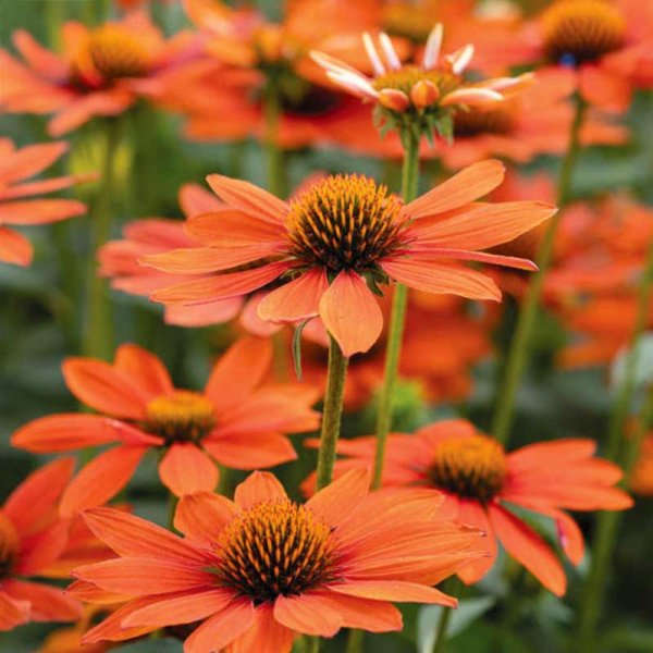 Solhat 'Lakota Orange'