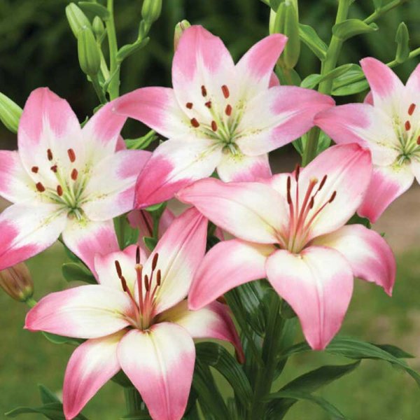 Asiatisk lilje 'Levi'