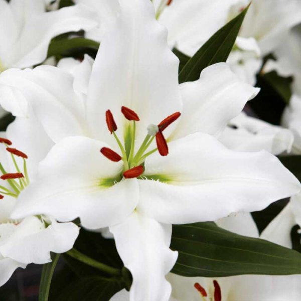 Orientlilje 'Rialto'