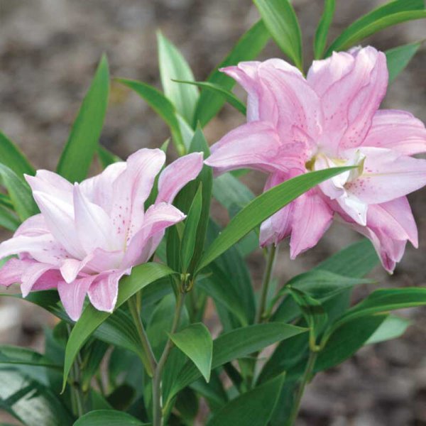 Orientlilje 'Lotus Queen'