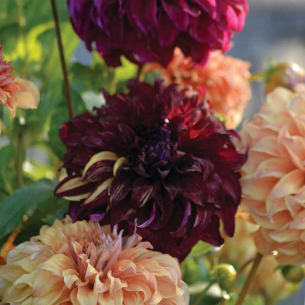 Dekorativ dahlia: Lovely Match 'Spartacus', 'Bohemian Spartacus', 'Hercules'