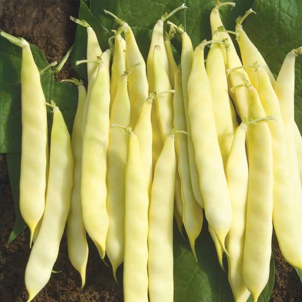 Snitbønne 'Serpedor'