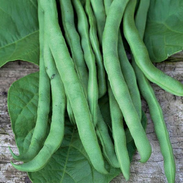 Pole Snap Bean 'Markant'