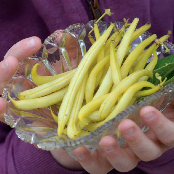 Voksbønne 'Dior' økologisk