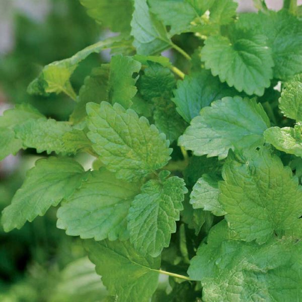 Citronmelisse 'Lemona'