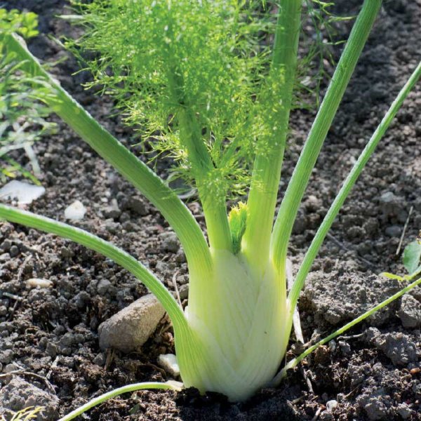 Fennikel 'Finale' Organic