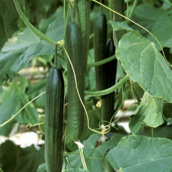 Cucumber 'Futura' F1