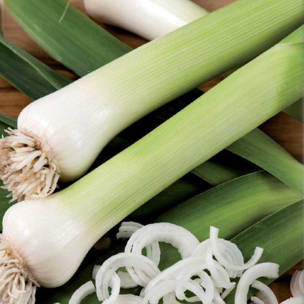 Porre 'Blaugrüner Winter'